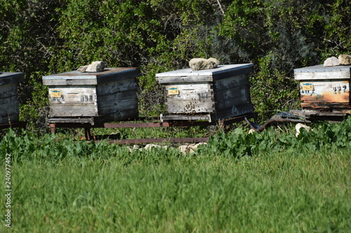 beekeeping Cyprus farm 