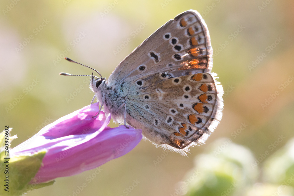 butterfly butterfly