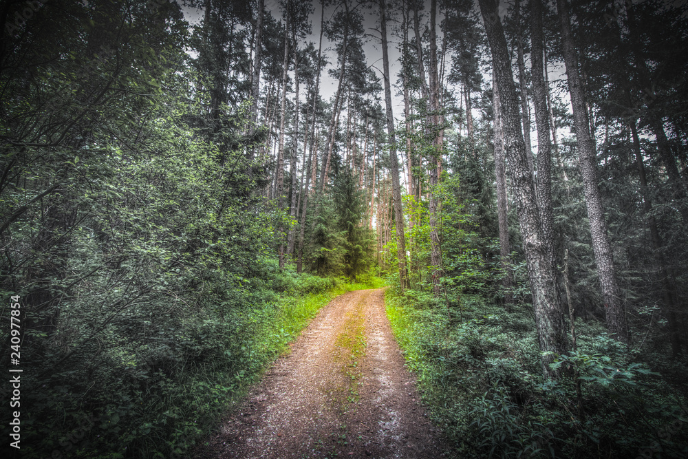 Obraz premium magical forrest