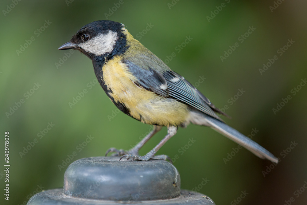 Obraz premium posing for you!