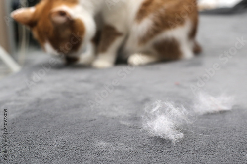 Pet hair. Cleaning the cat's fur. Cat hair on the couch.