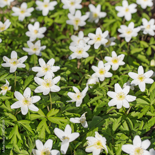 Blühende Buschwindröschen, Anemone nemorosa