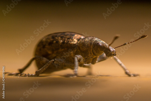 beetle alert! © Christian