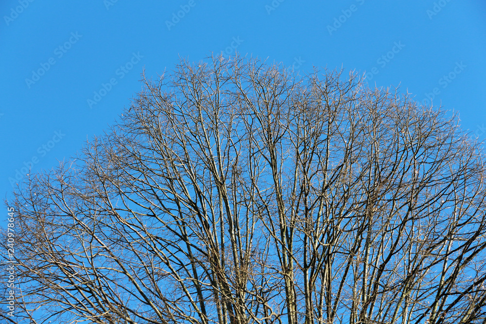 big tree branches without leaves in winter big tree branches without leaves in winter