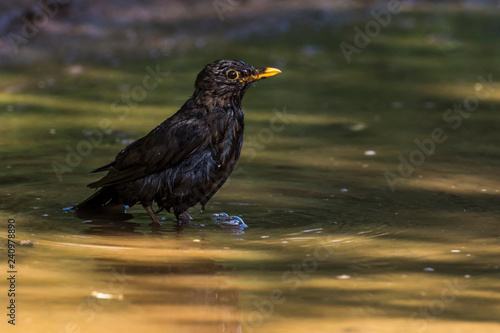 Blackbird (Turdus merula) takes a bath