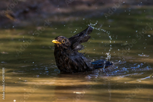 Blackbird (Turdus merula) takes a bath