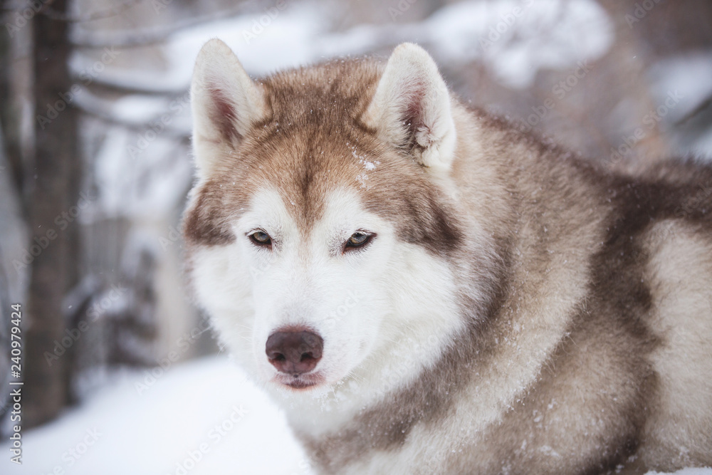 Close-up portrait of gorgeous and free beige dog breed siberian husky lying on the snow in the fairy winter forest