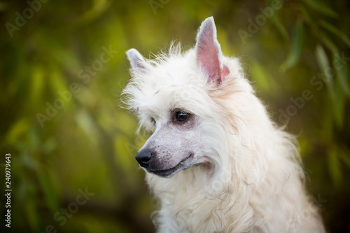 Profile portrait of gorgeeous powderpuff chinese crested dog in autumn forest photo