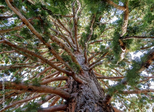 The branches of the redwoods