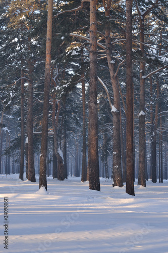 Pine forest in winter. Vertical frame. Frosty morning. The trunks of pine trees are illuminated by the sun. There are long shadows lying on the snow.