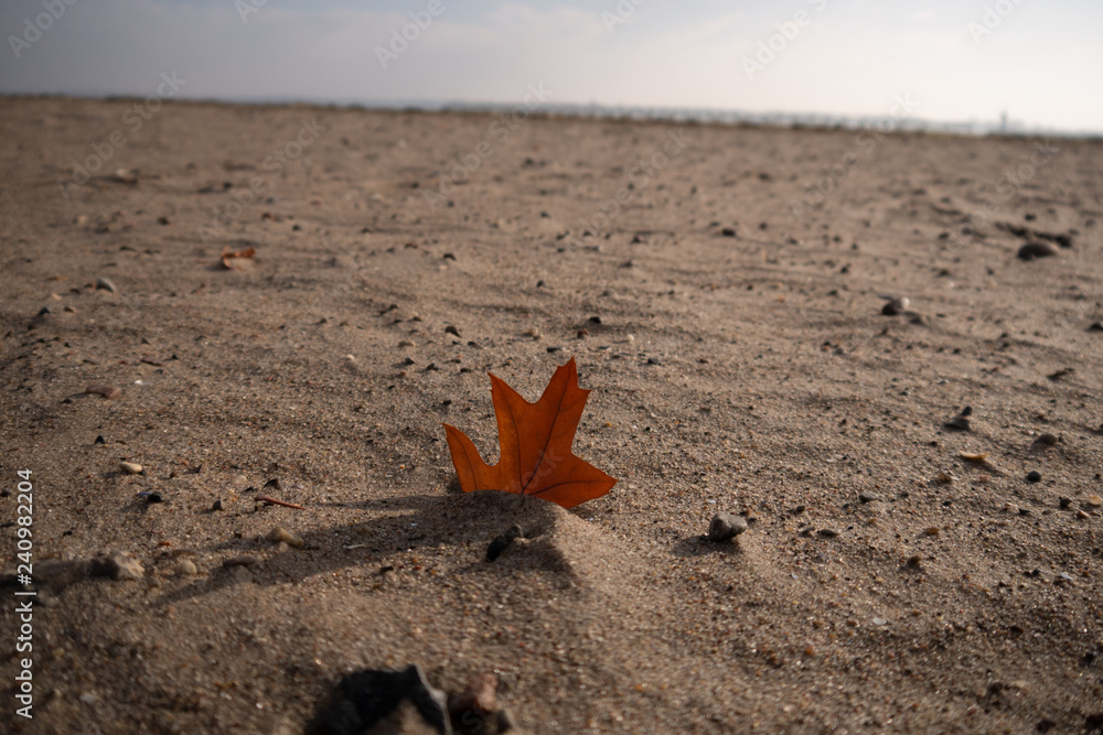 Blatt im Sand Blatt im Sand