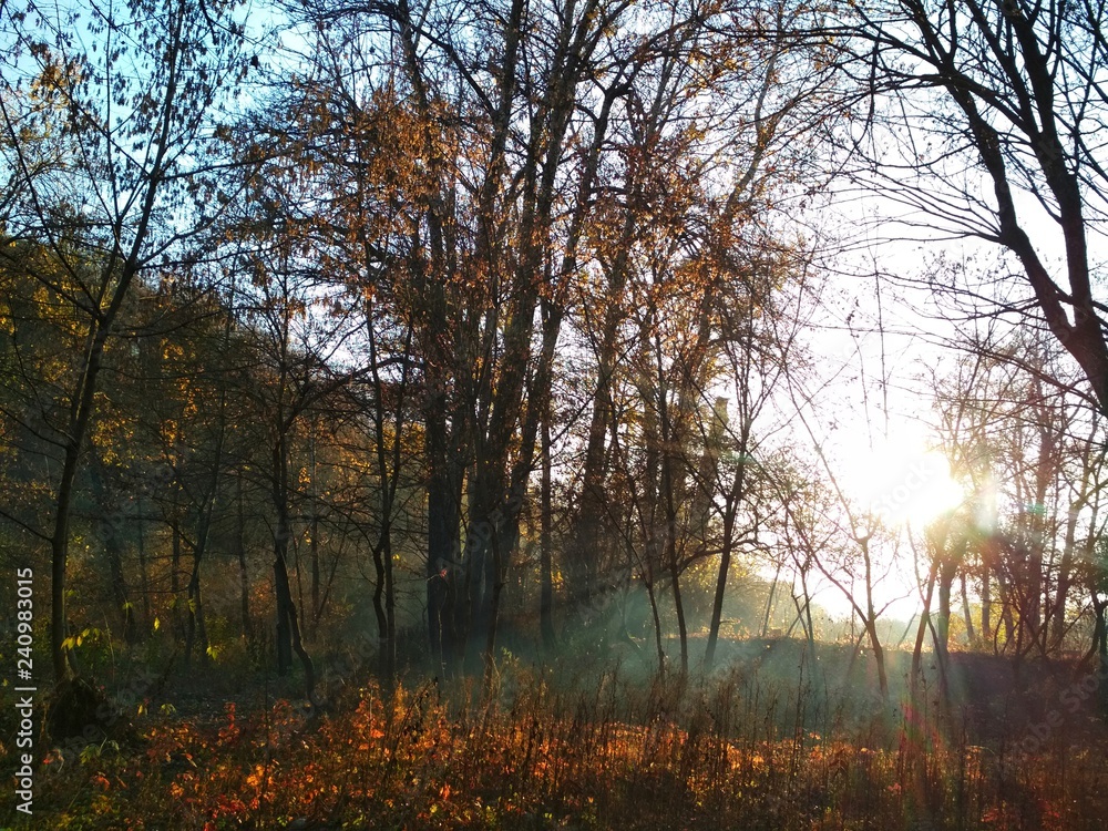 Obraz premium Forest