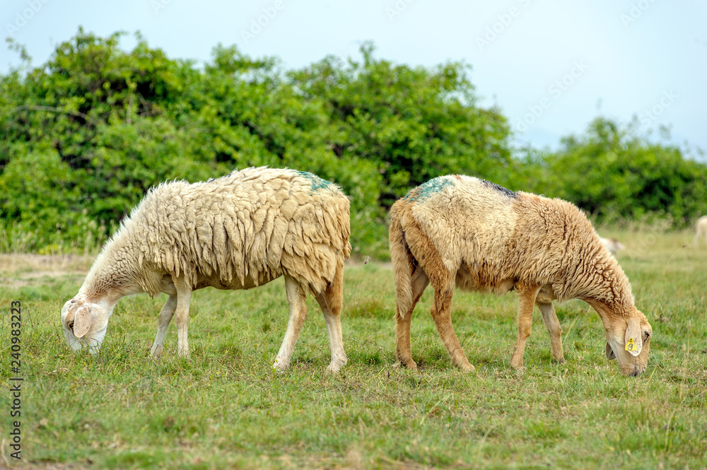 The sheeps are eating grass in the field. The sheeps are eating grass in the field.