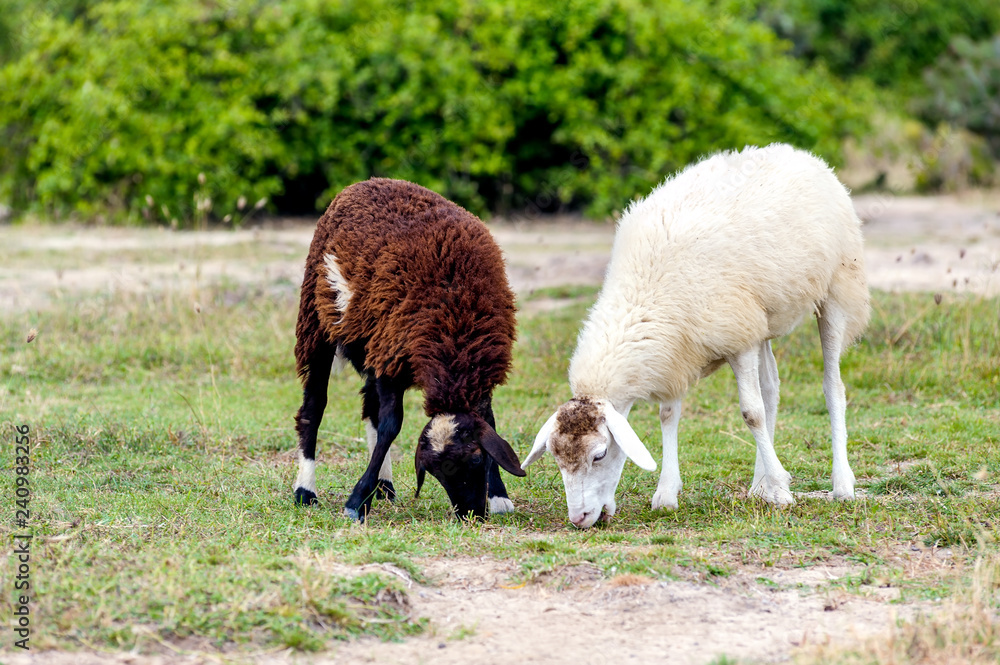 The sheeps are eating grass in the field.