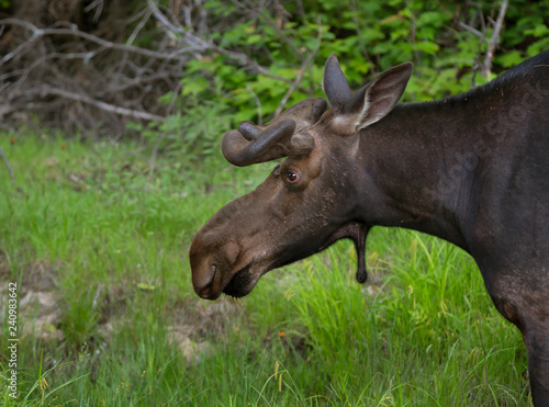 Bull Moose with velvet antlers (Alces alces) grazing in the marshes of Opeongo lake in Algonquin Park, Canada