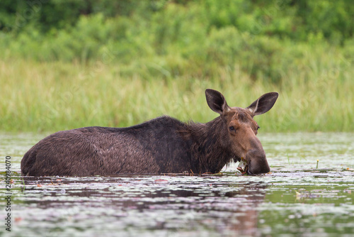 Female Moose (Alces alces) grazing in Algonquin Park, Canada in spring © Jim Cumming