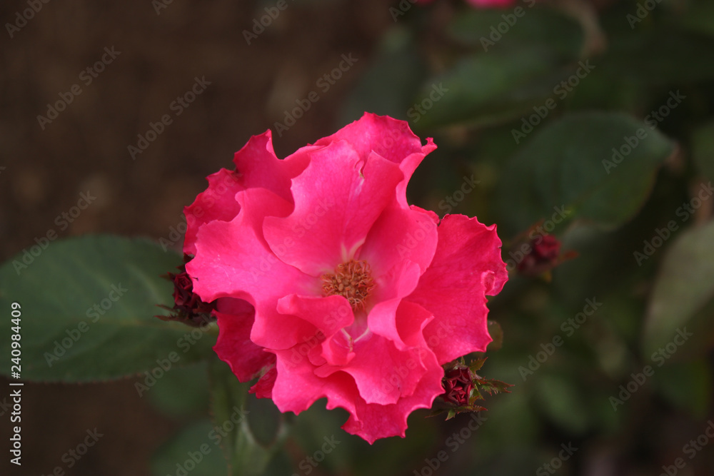 Obraz premium Pink Rose Flower