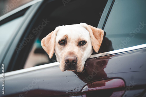 Labrador looks in the car window © Andrii 