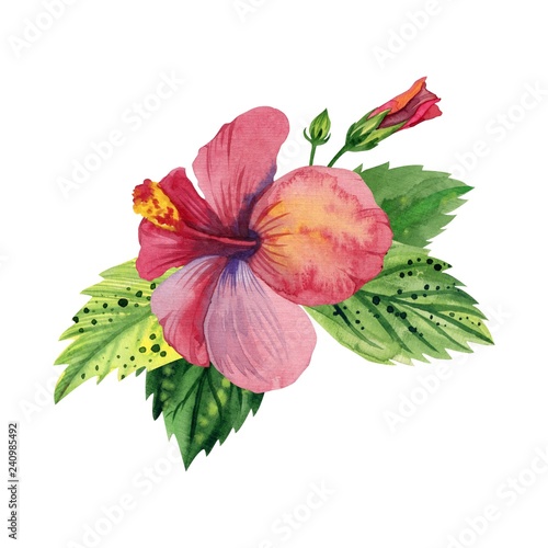 Watercolor tropical flower, red pink hibiscus with leaves and Bud. Hawaiian flower arrangement