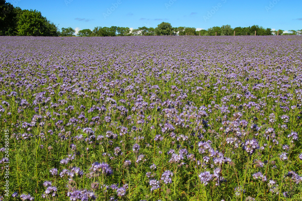 Ein Phacelia Feld auf der Insel Rügen, Ostsee Ein Phacelia Feld auf der Insel Rügen, Ostsee