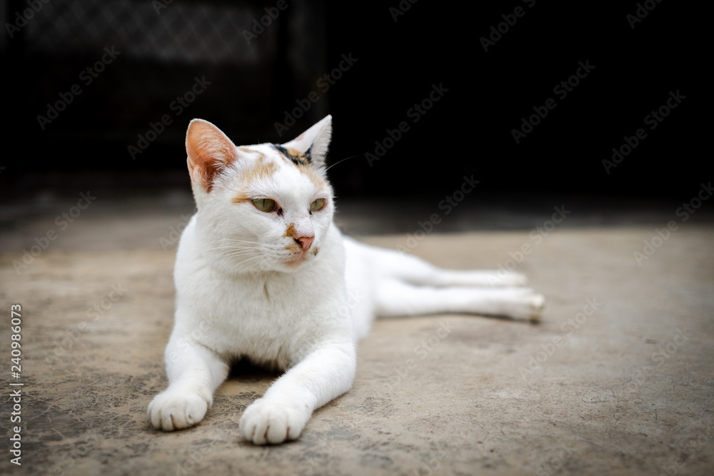 Obraz premium White cat with brown and black stripes. To live at home.