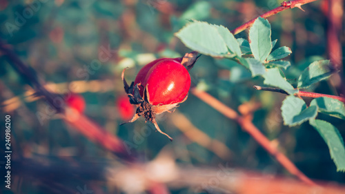 Red Rose Hip in Autumn photo