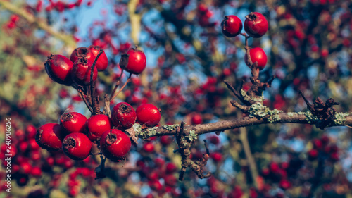 Red Rose Hips under Blue Sky in Autumn photo