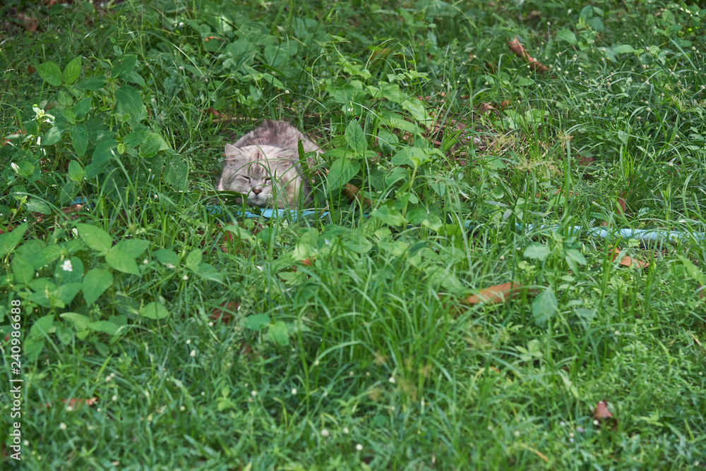 Obraz premium A cute cat sleeping on the grass