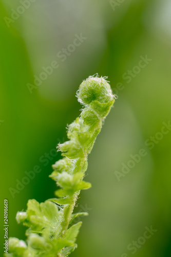 macro photo of young fern leaf unfolding, shallow depth of field 