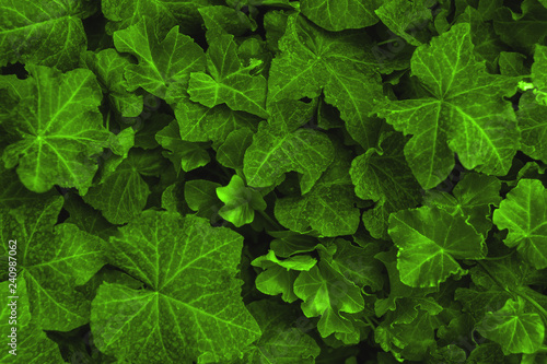 Background made of fresh green ivy leaves toned Chartreuse color. Green dynamic backdrop.