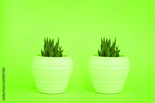 Two cactus in white pots toned Chartreuse color.
