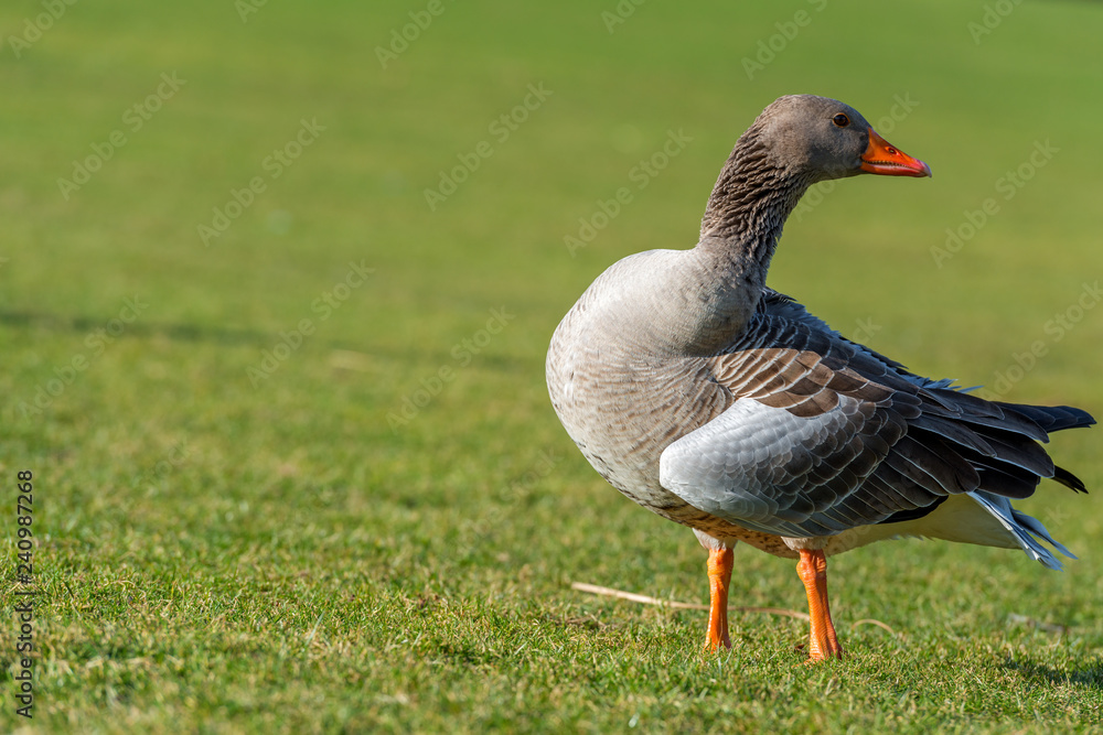 Obraz premium greylag goose - Anser anser
