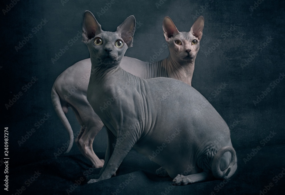Two sphynx cats looking curious to the camera. in front of dark background.