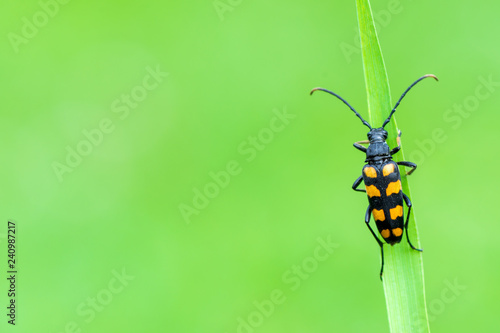 Longhorn beetle, Leptura quadrifasciata © Marek R. Swadzba