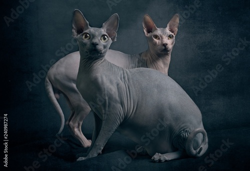 Two sphynx cats looking curious to the camera. in front of dark background. © Lightspruch