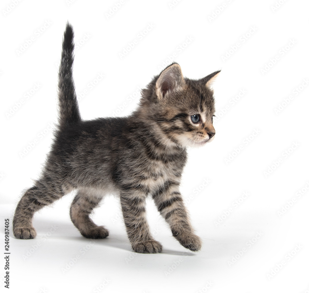 Fototapeta premium Cute gray kitten on white