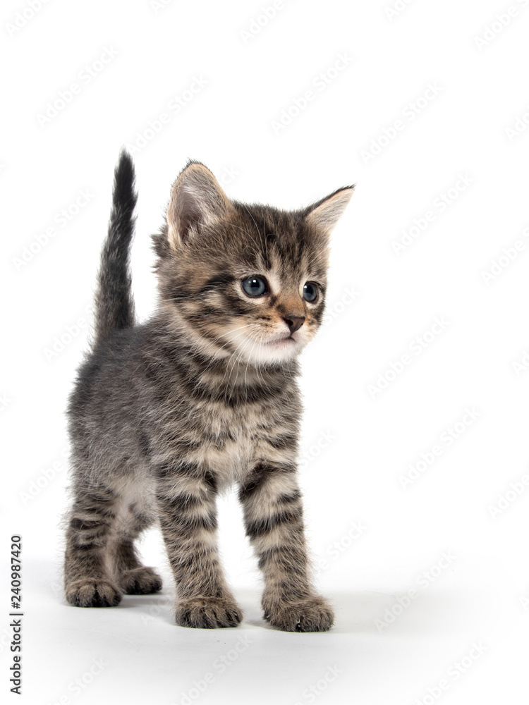Cute gray kitten on white Cute gray kitten on white