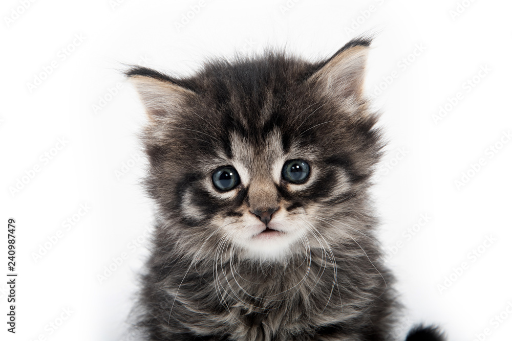 Portrait of cute tabby kitten on white