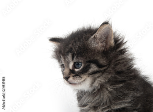Portrait of cute tabby kitten on white