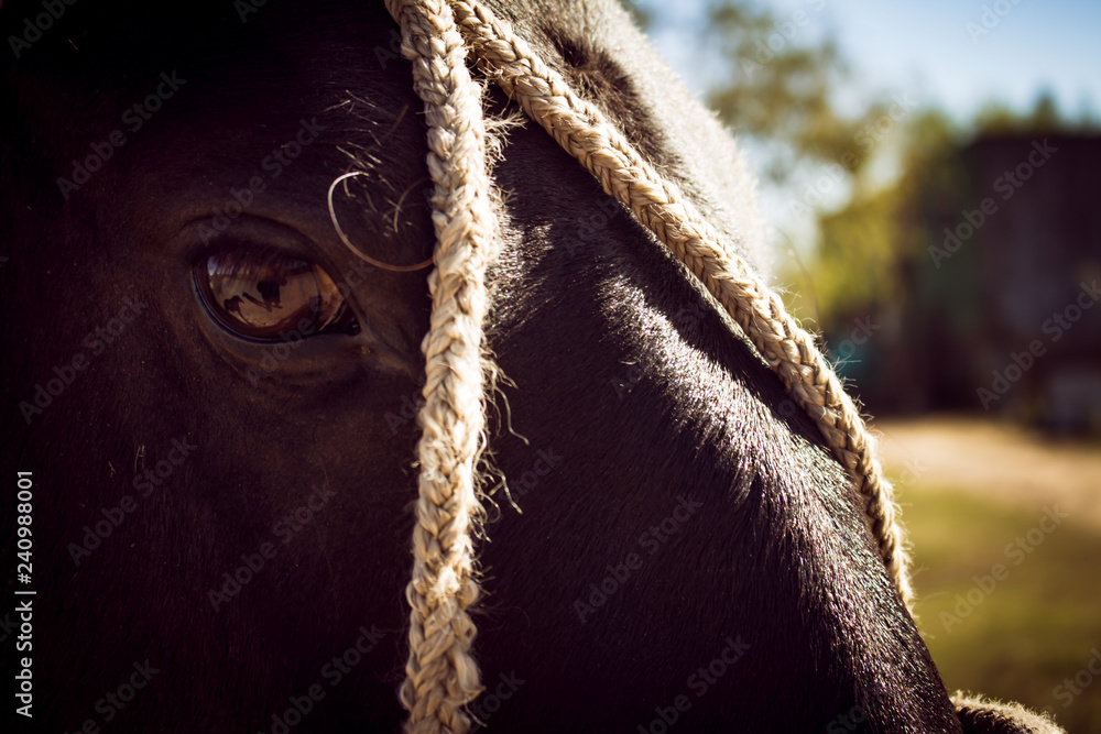 Approach of the head of a black horse tied with ropes. Stock Photo ...