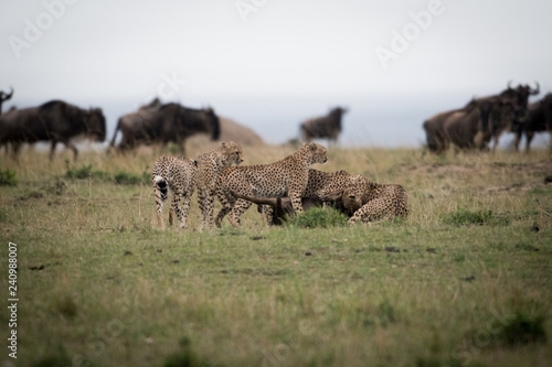 Cheetahs attacking wildebeest © Tony Campbell