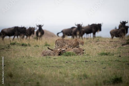 Cheetahs attacking wildebeest