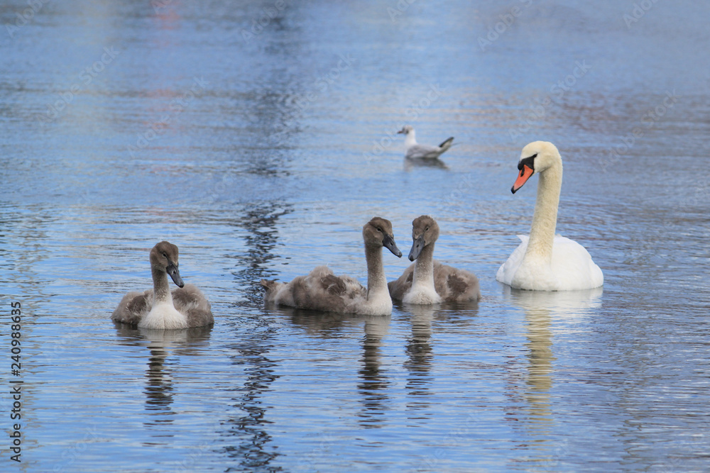 Eine Schwanenmama mit ihren Kücken auf dem Wasser	