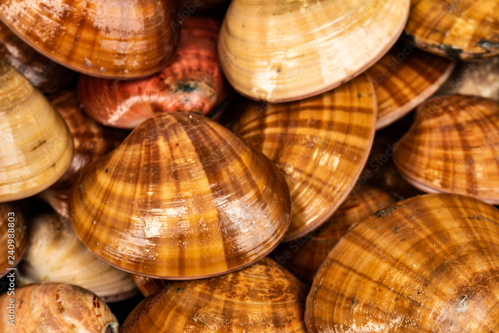 Approach of marine snails of brown color. Approach of marine snails of brown color.
