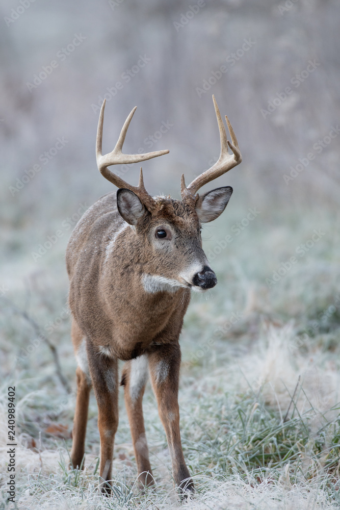 Obraz premium White-tailed deer buck in frost covered field