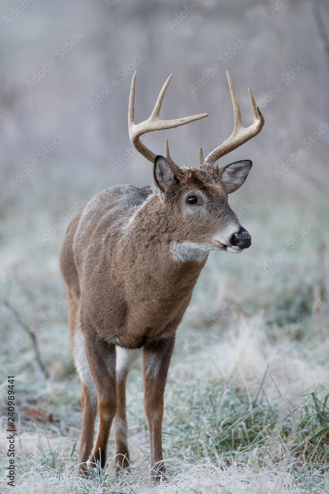 Obraz premium White-tailed deer buck in frost covered field