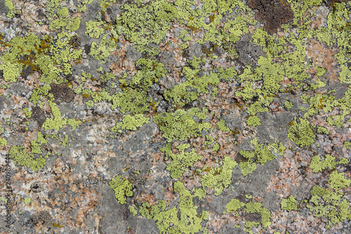 Lichen on stones texture