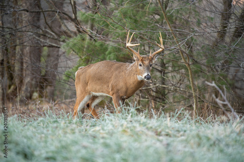 White-tailed deer buck in open meadow © Tony Campbell