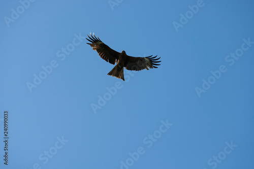 eagle in flight