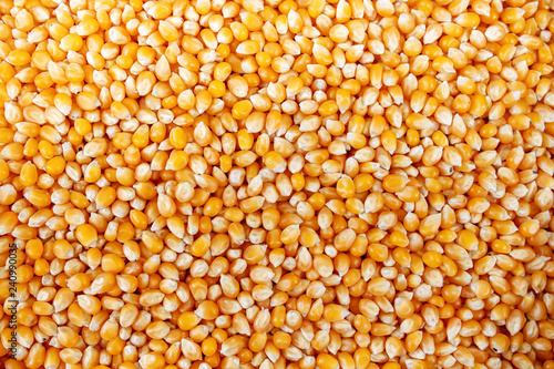 Papier peint background of corn